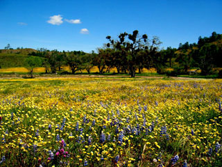 Wildflower Century: wildflowers!