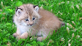 ZooBorn: A Lynx kitten