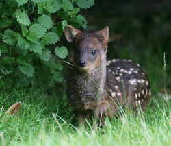 Pudu Baby