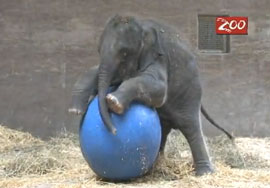 Elephant With Ball