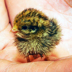 Zooborn: quail chick
