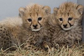 ZooBorns: Cheetah cubs!