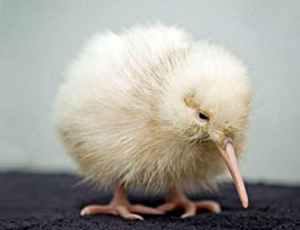 ZooBorn: rare white Kiwi chick