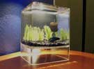 Apple cube fishtank